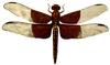 Dragonfly Art