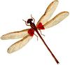 Dragonfly Art