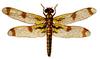 Dragonfly Art