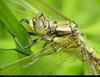 Dragonfly : Black-tailed Skimmer