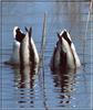 Ducks
