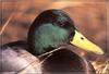 Mallard Drake