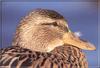 Mallard Duck