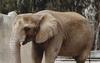 African Elephant