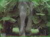 African Elephant