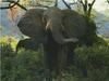 African Elephant