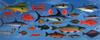 Animal Art : Fishes