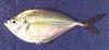 Fish : Blue Runner