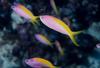 Fishes