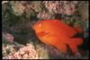 Coral and RedFish