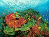 Coral and fish school