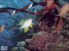 Fishes