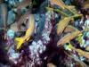 Fishes
