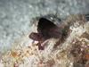 Fish : goby?