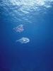 Fishes