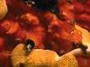 Fish : goby in coral