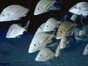 Fishes