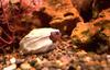 Fish : goby