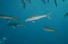 Fishes