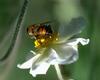 hoverfly on flower