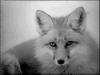 Red fox