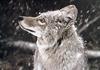 Coyote