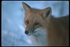Red fox