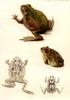 Animal Art : Frogs