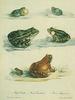 Animal Art : Frogs
