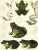 Animal Art : Frogs