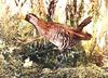 Gallinule?