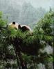 Giant Panda