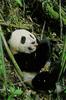 Giant Panda