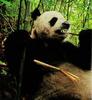 Giant Panda
