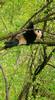 Giant Panda