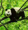 Giant Panda