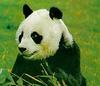 Giant Panda