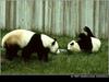 Giant Panda