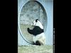 Giant Panda