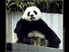 Giant Panda