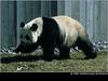 Giant Panda