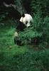 Giant Panda