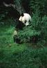 Giant Panda