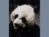 Giant Panda