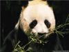 Giant Panda