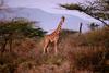Giraffes