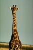 Giraffe (Giraffa camelopardalis)