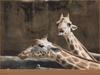 Giraffes