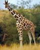 Giraffe (Giraffa camelopardalis)