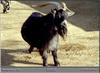 Goat